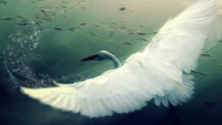 Cisne mudo elegante en vuelo sobre el agua