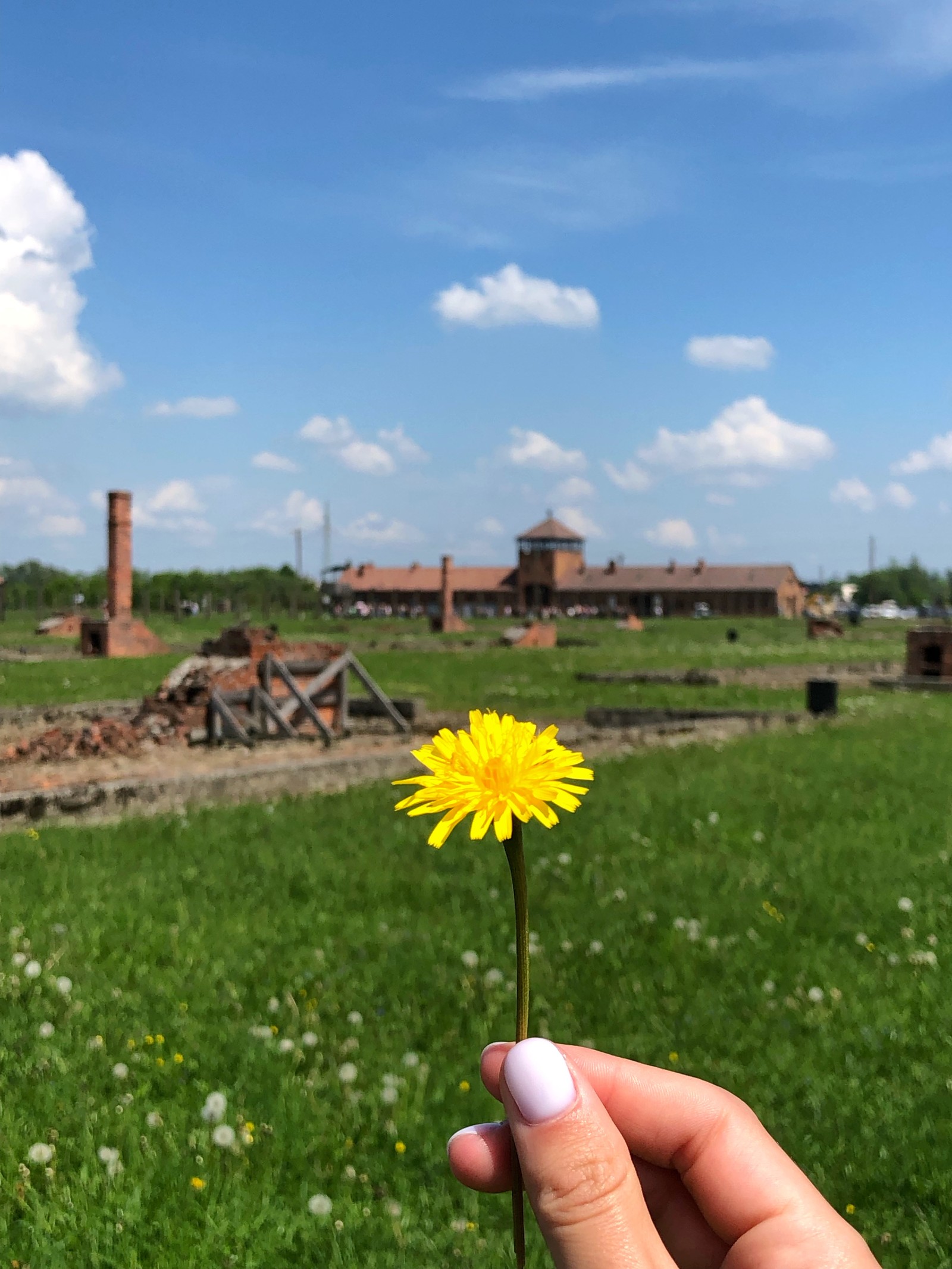 Quelqu'un tient une fleur jaune dans sa main dans un champ (physique, journée, fleur, terrain, pissenlit)