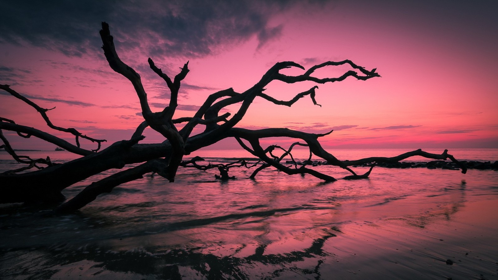 A close up of a tree branch on a beach at sunset (beach, branch, tree, sea, water)