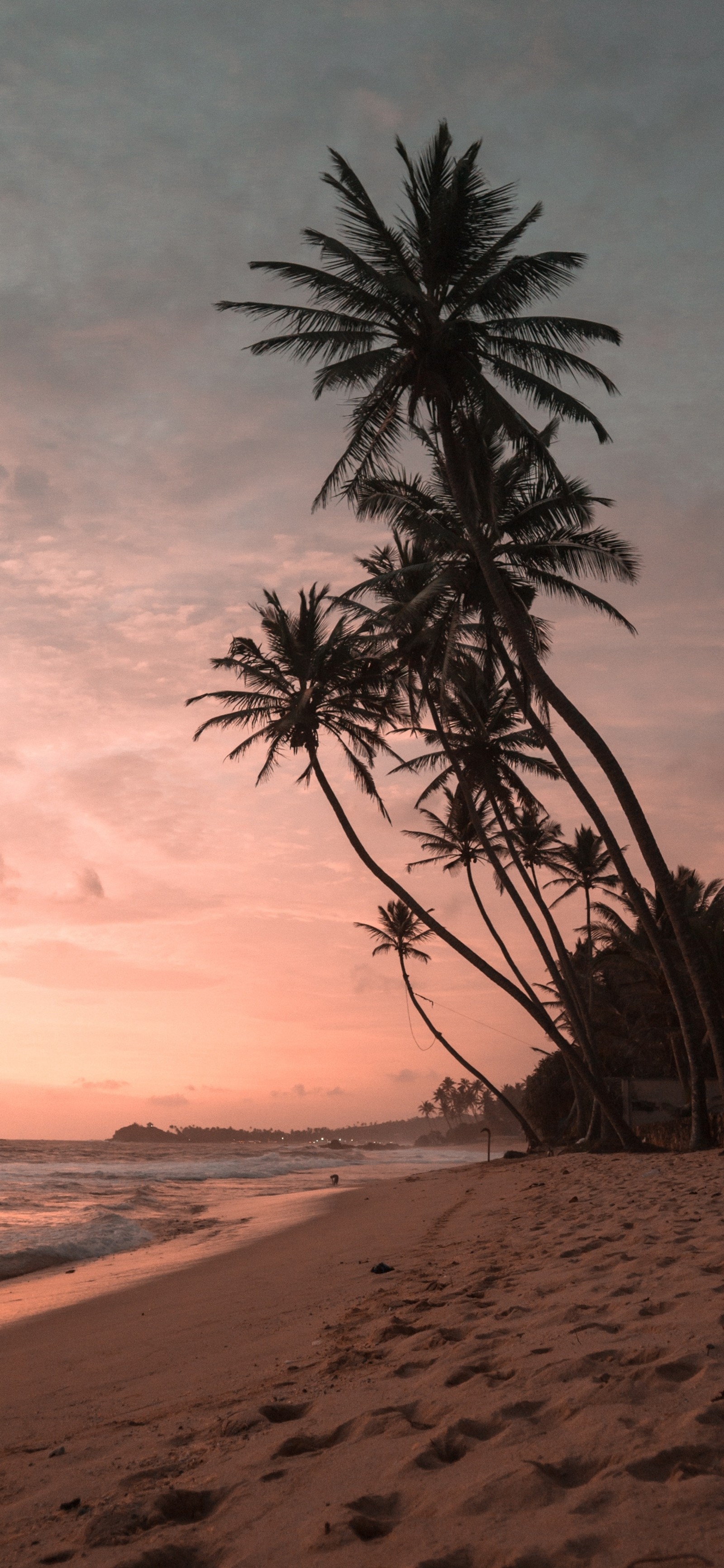 Existem palmeiras na praia ao pôr do sol com um céu rosa (natureza, nuvem, água, atmosfera, ambiente natural)