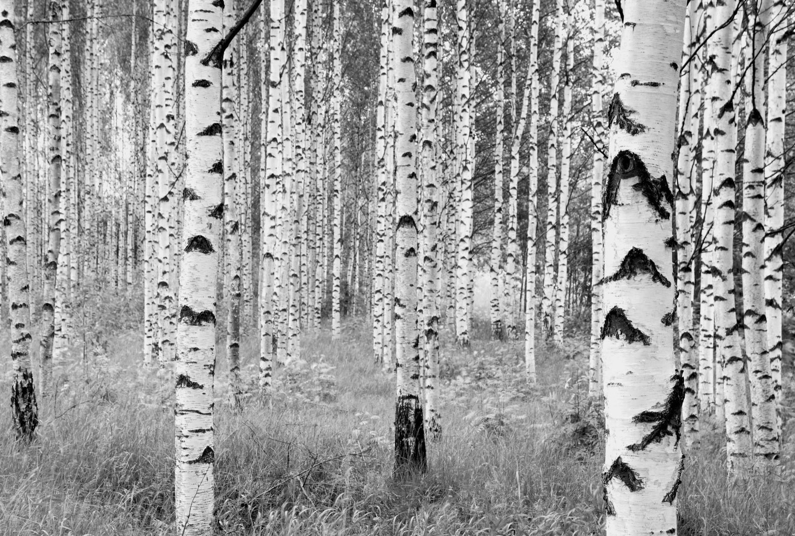 A black and white photo of a forest with tall trees (mural, tree, birch, trunk, woody plant)