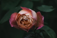 Zarte Hybrid-Teerose mit rosa und aprikosenfarbenen Blütenblättern vor einem dunklen Hintergrund