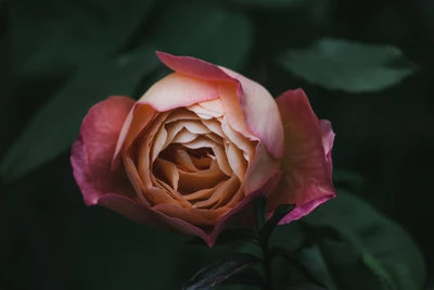 Rose hybride délicate avec des pétales roses et abricots sur un fond sombre