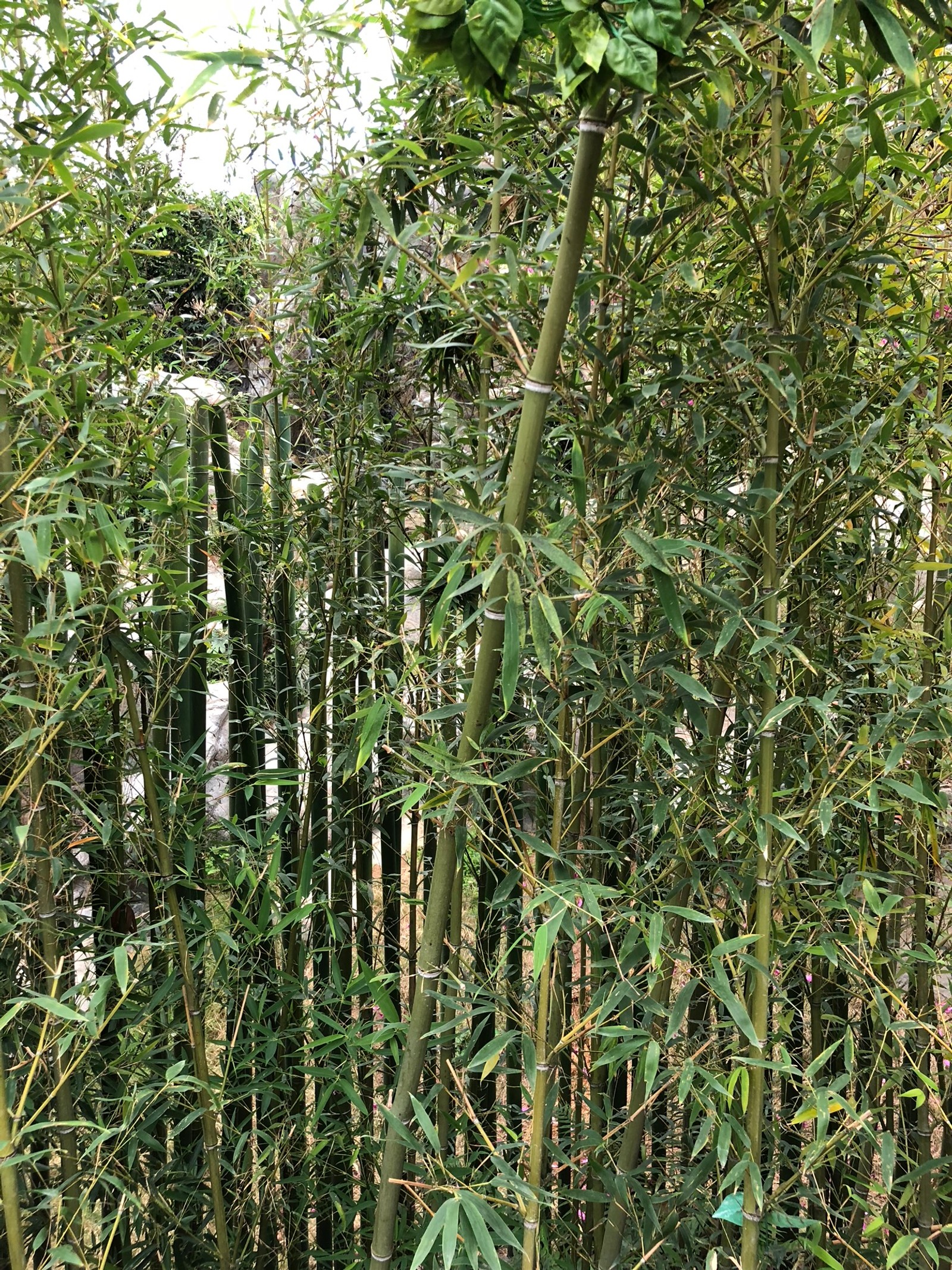 Um close de uma árvore de bambu com muitas folhas em uma floresta (vegetação, ecossistema, gramíneas, arbustos, biologia)