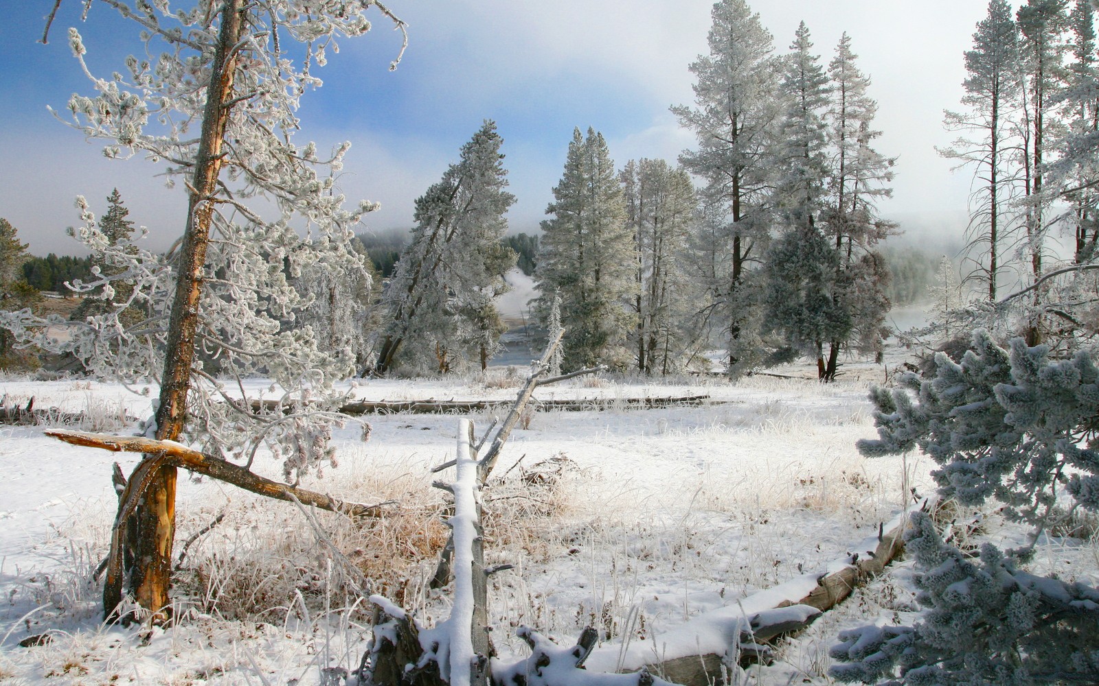 Snowy scene of a frozen forest with a fallen tree (winter, snow, tree, wilderness, forest)