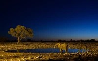 Amanecer sereno en el Parque Nacional Etosha: Elefantes y vida silvestre junto a un charco reflectante