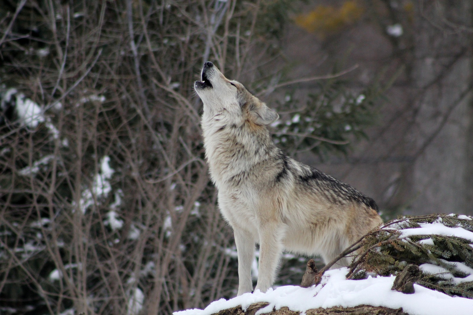 Hay un lobo parado sobre una roca en la nieve (perro, coyote, lobo, vida silvestre, canidae)