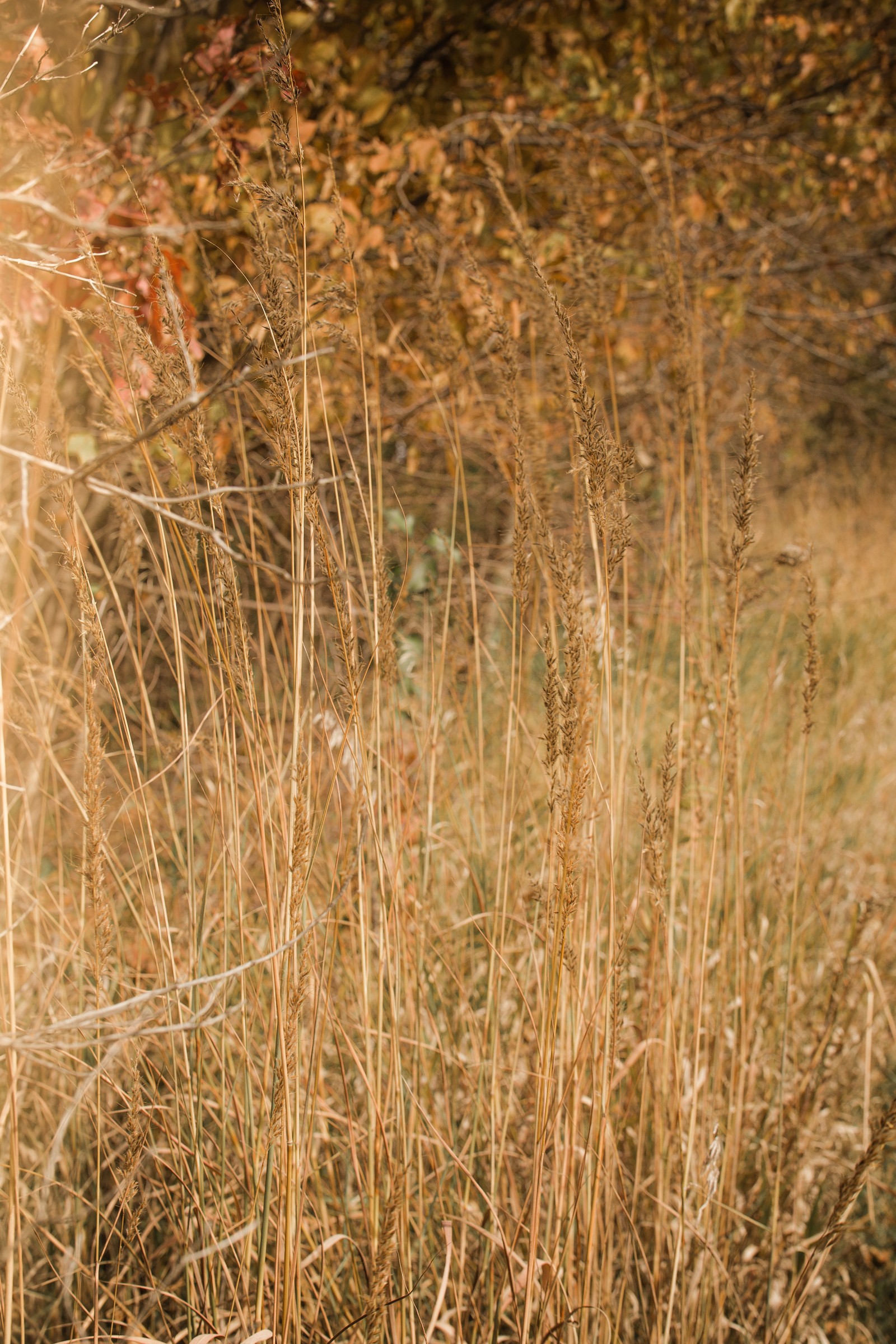 wood, grassland, grasses, sunlight, plant wallpaper