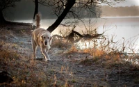 Filhote de Golden Retriever caminhando perto da água sob a luz do sol