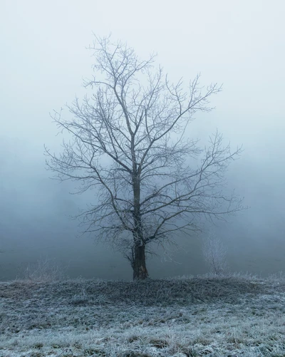 Frostiger Baum taucht aus dem Winternebel auf