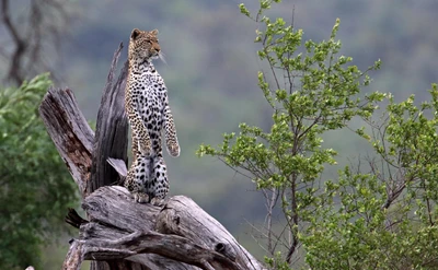 parque nacional kruger, leopardo, fauna, animal terrestre, grandes felinos