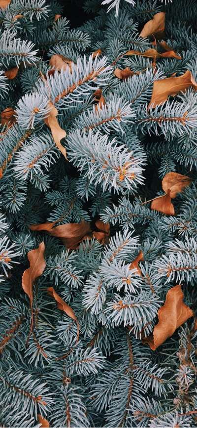 Feuillage de pin festif avec des feuilles d'automne