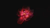 red, light, petal, pink, darkness