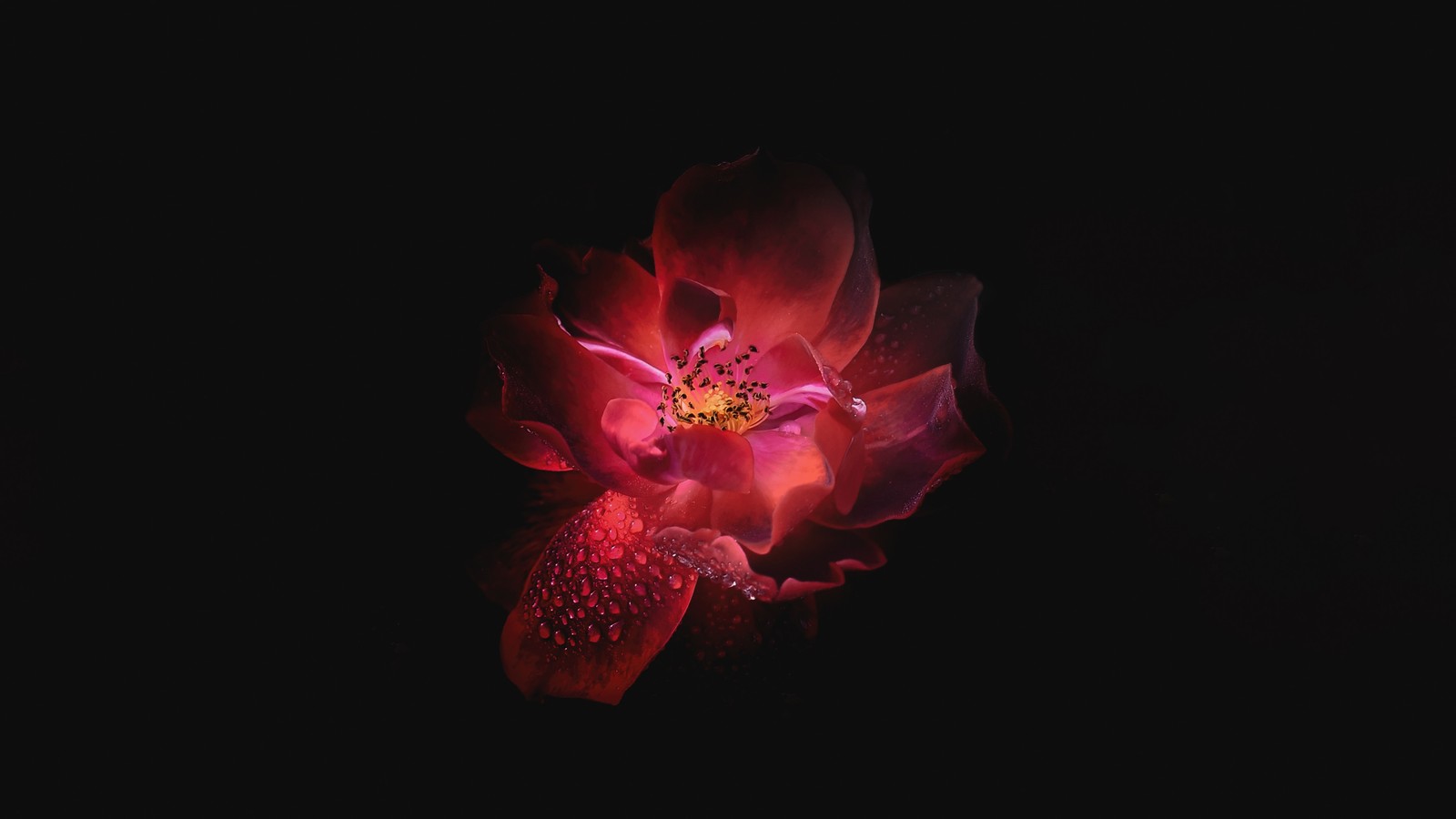 There is a red flower that is glowing in the dark (red, light, petal, pink, darkness)