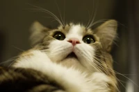 Close-up of a surprised tabby kitten with striking green eyes and prominent whiskers.