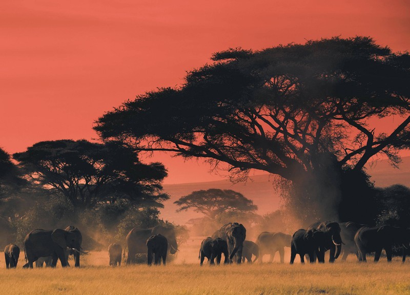 Слоны идут по полю на фоне дерева (масаи мара, maasai mara, сафари, safari, саванна)