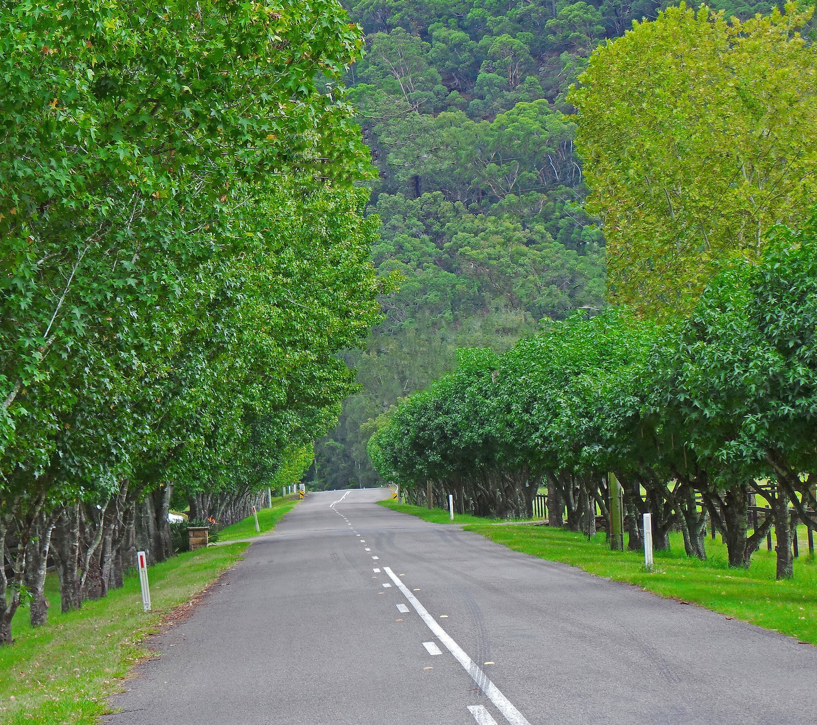 Il y a une longue route avec des arbres de chaque côté (campagne, vert)