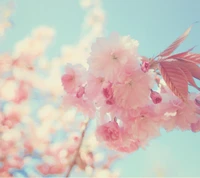 blossom, cherry, flower, pretty, summer