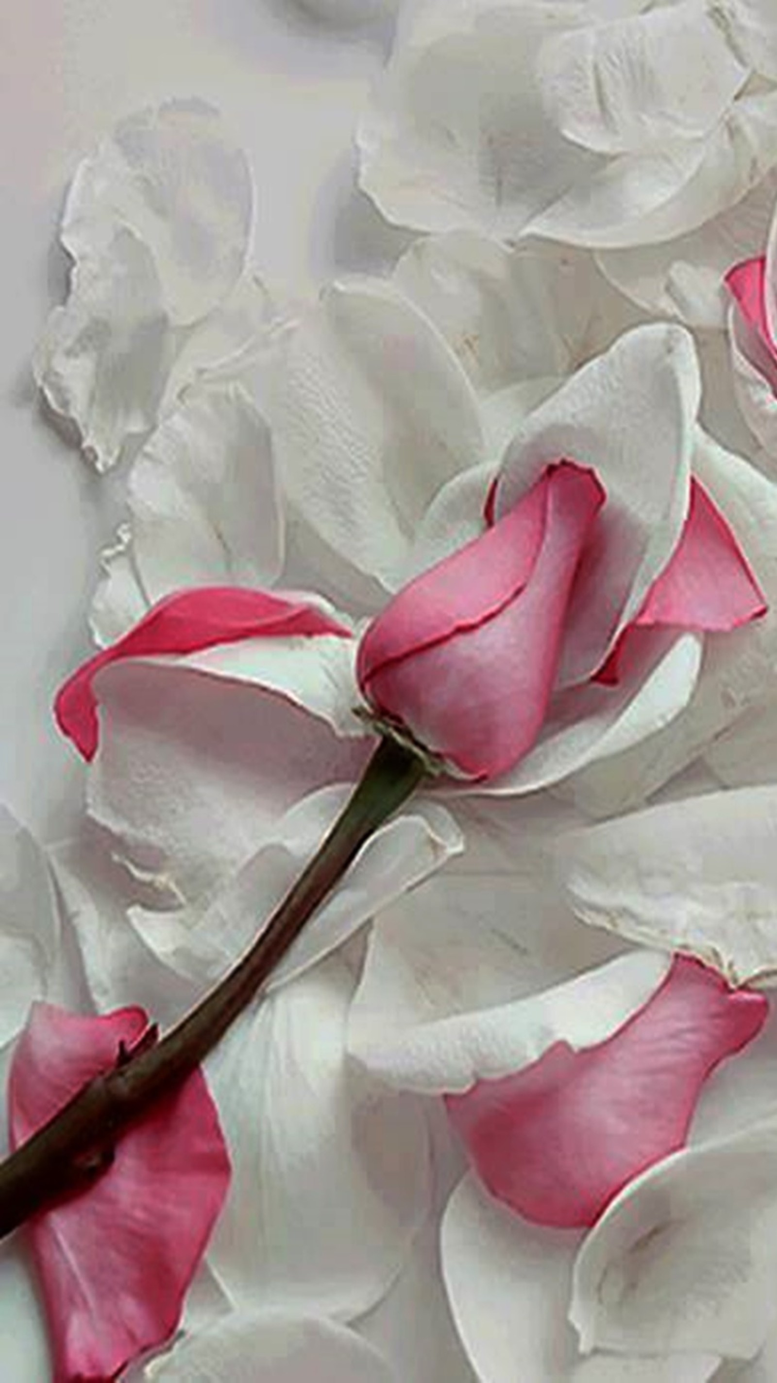 Hay flores rosas y blancas sobre una mesa blanca (rosas rosas, blanco)