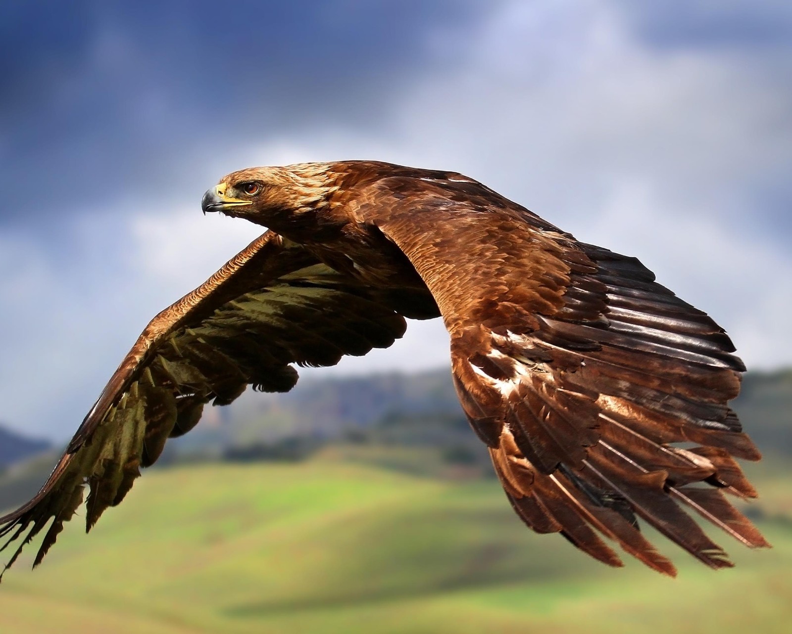 Il y a un grand oiseau qui vole dans le ciel (oiseaux, aigle, faucon, plume, cieux)