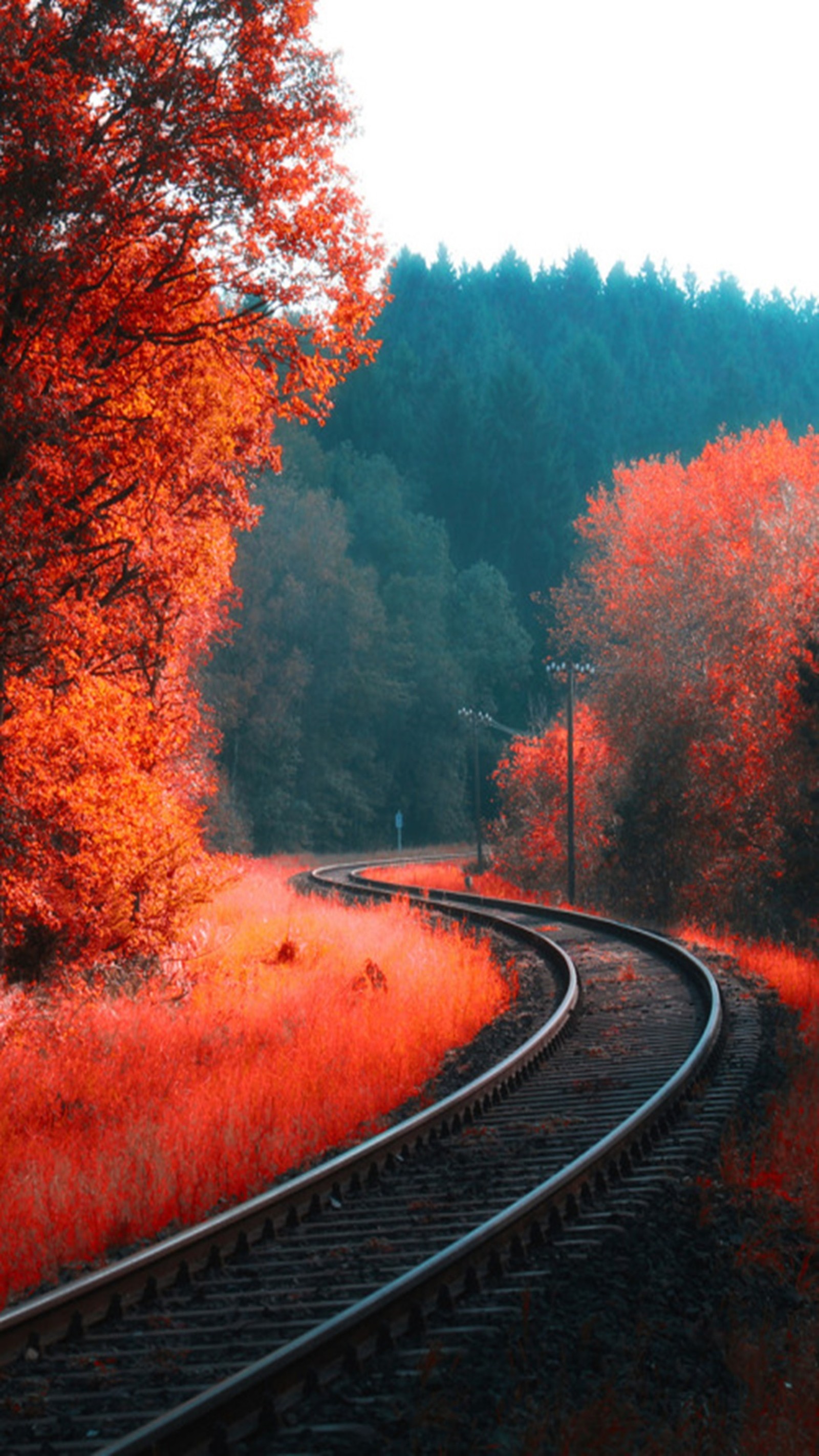 Il y a une voie de train qui traverse les bois (automne, paysage)