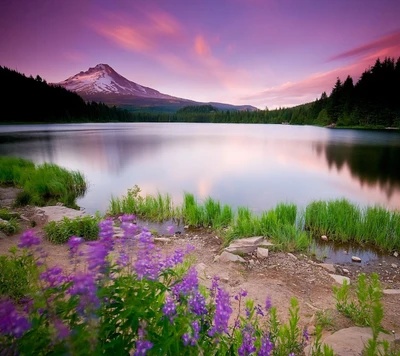 flowers, purple