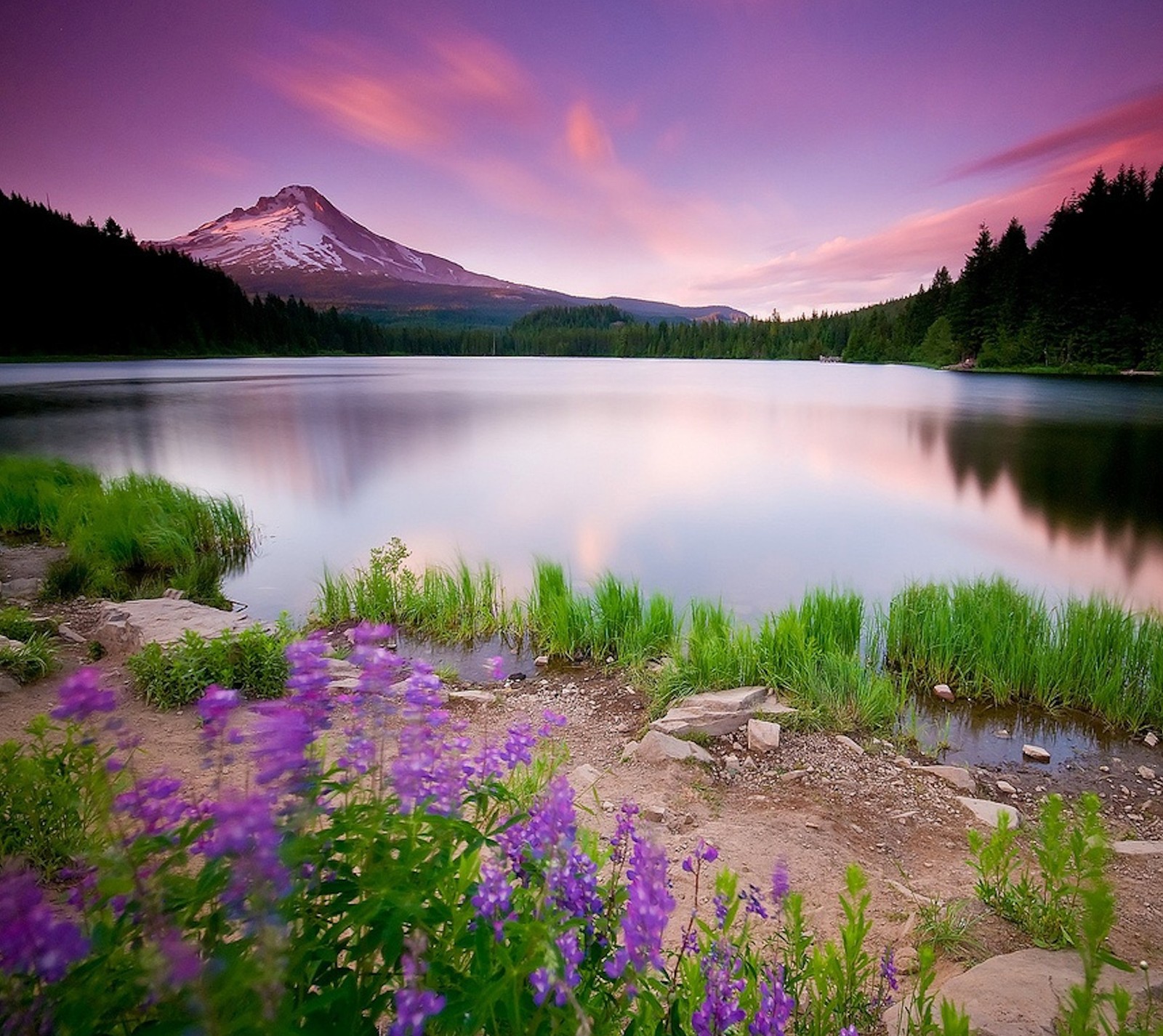 flowers, purple wallpaper