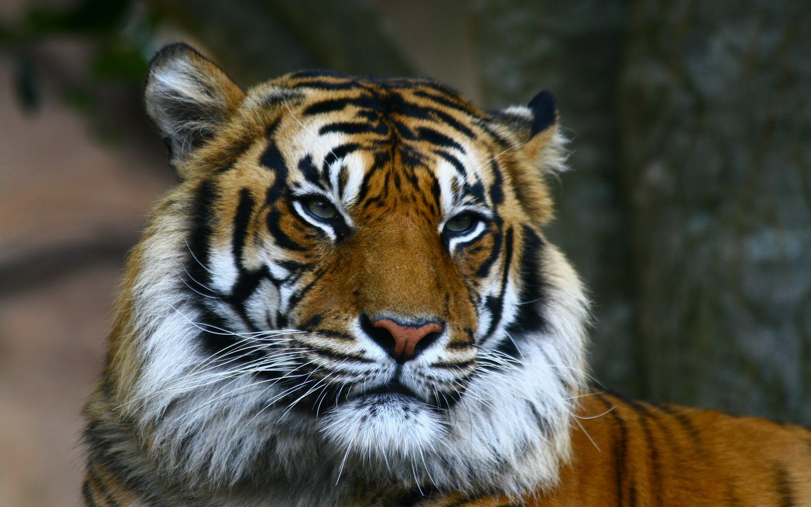 Há um tigre olhando para a câmera (animal, melhor, legal, novo, relaxamento)