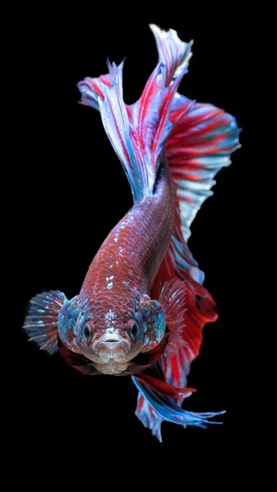 betta, azul, peixe, hd, iphone