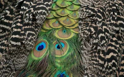 best, color, feathers, new, nice