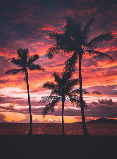 Romantic Sunset Silhouettes of Palm Trees