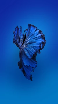 Beeindruckender blauer Betta-Fisch in HD