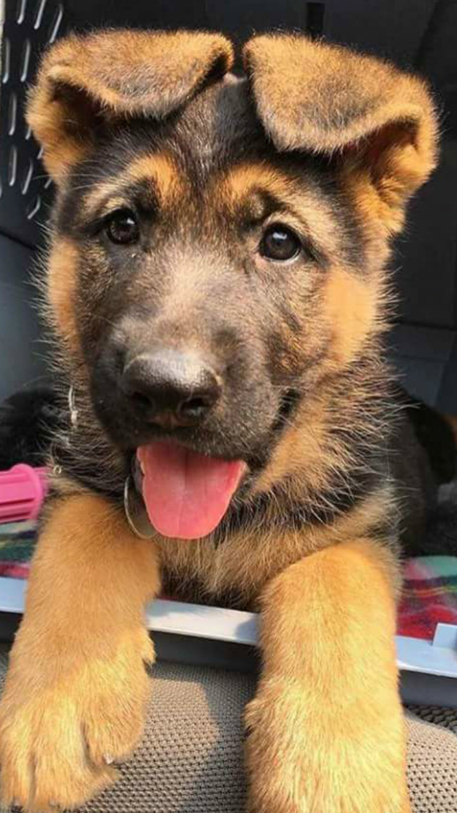 Un cachorro sentado en un asiento de coche con la lengua afuera (animales, perro, foba, fondos de pantalla)