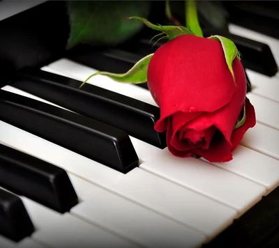 Mélodie romantique : Une rose sur les touches du piano