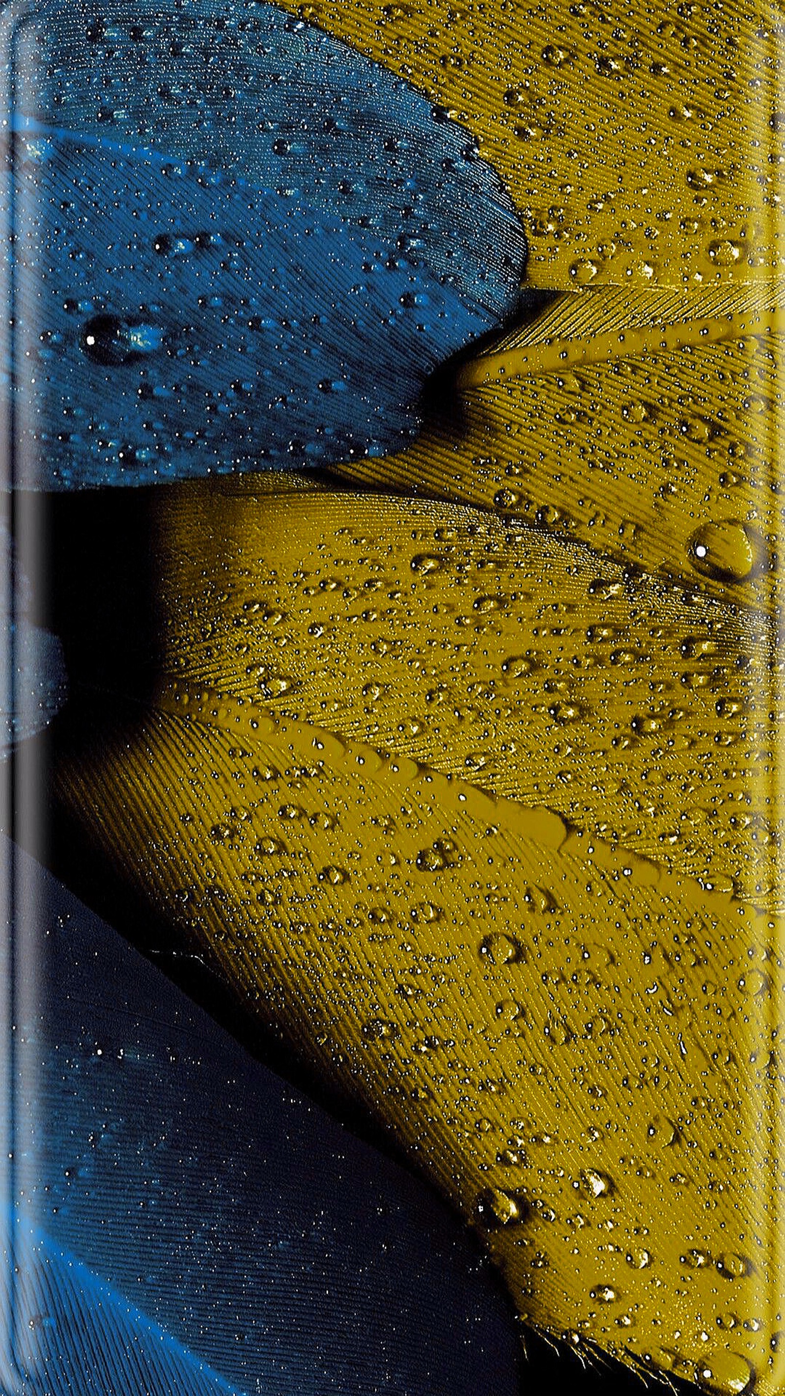 A close up of a yellow and blue bird of paradise with water droplets (bkue, drop, edges, feather, water)