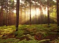 La lumière du soleil pénètre à travers une forêt luxuriante remplie de fougères