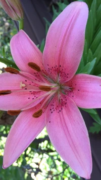 flower, pink wallpaper