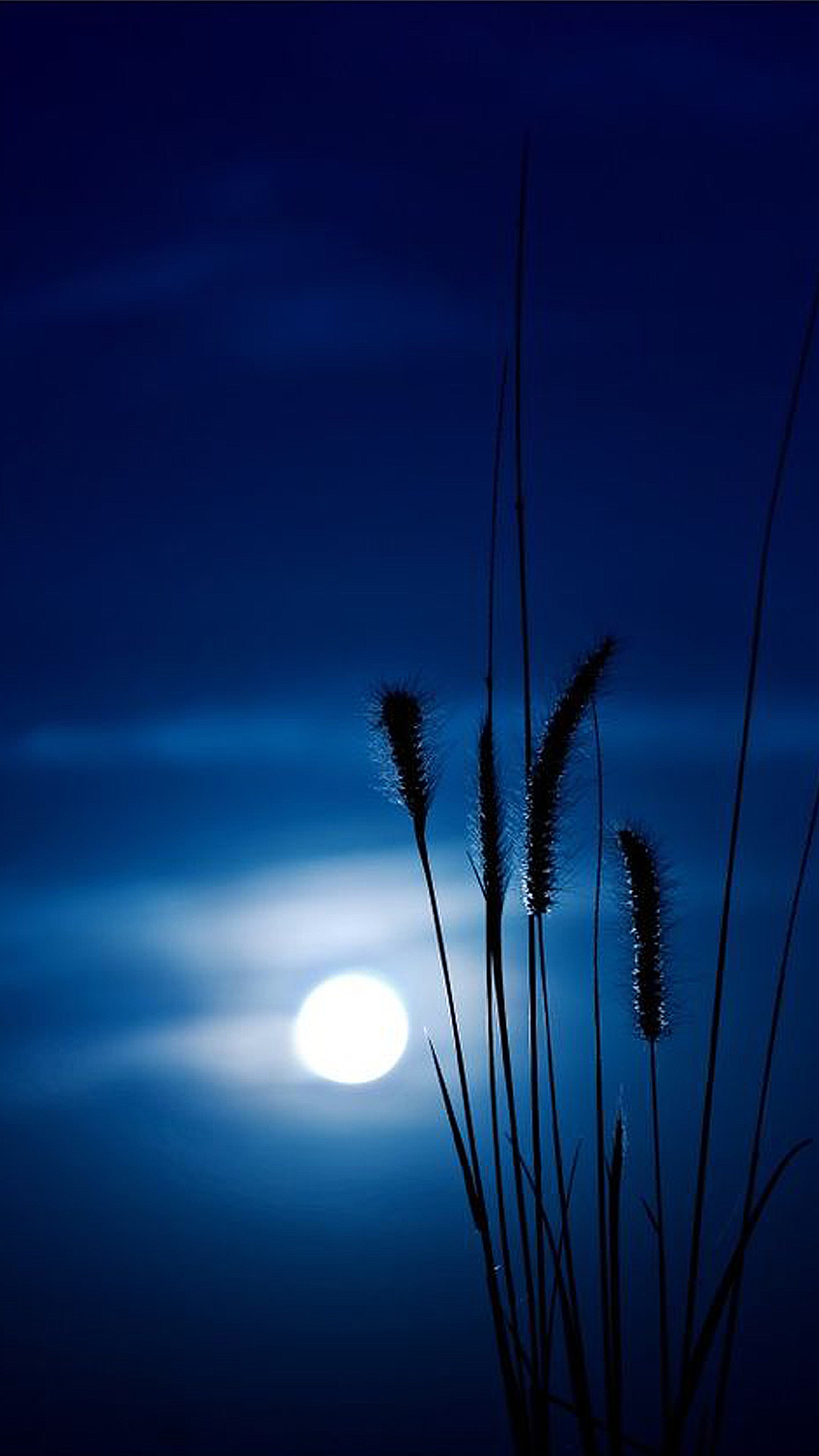 Herbe arafed devant une pleine lune avec un ciel bleu (bleu, lune, nuit, ciel)