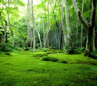 Lush Green Forest with Moss-Covered Ground