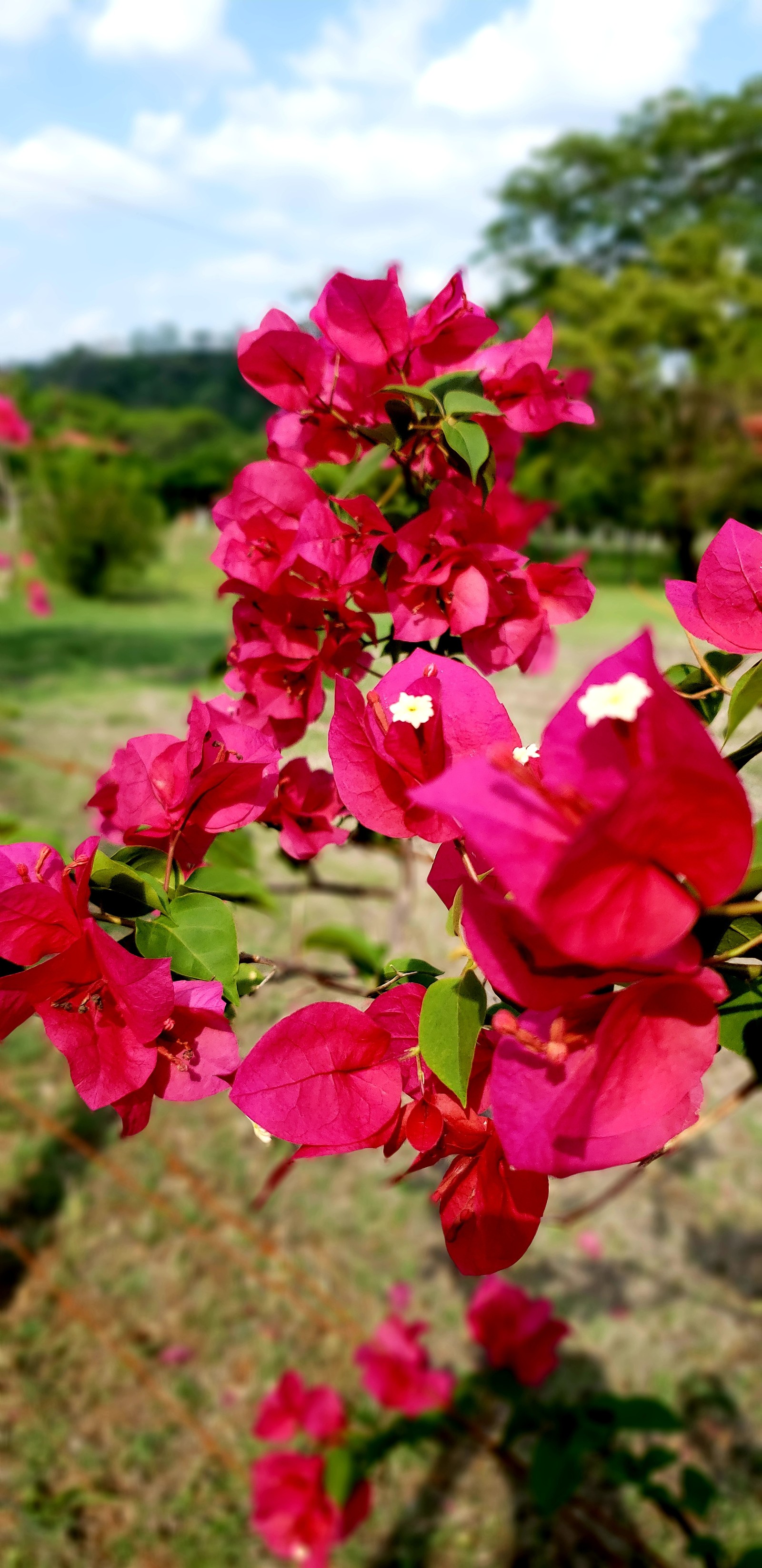 Hay una flor rosa que está creciendo en un árbol (flores, rosas)