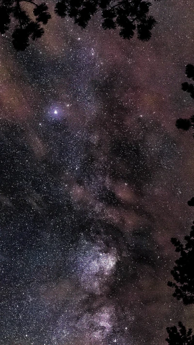 Sternenklare Nacht: Ein Blick auf die Milchstraße durch herbstliches Laub