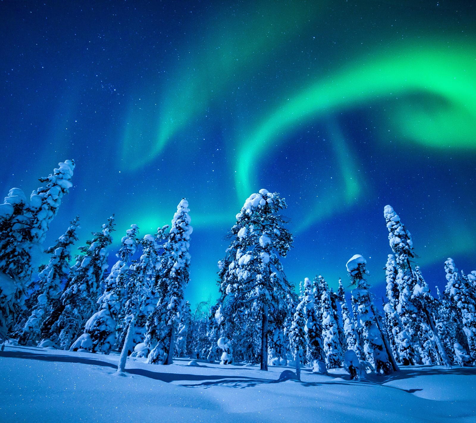 Une vue d'une forêt avec des arbres couverts de neige et une aurore boréale verte (aurore, forêt, aurores boréales, neige, arbre)