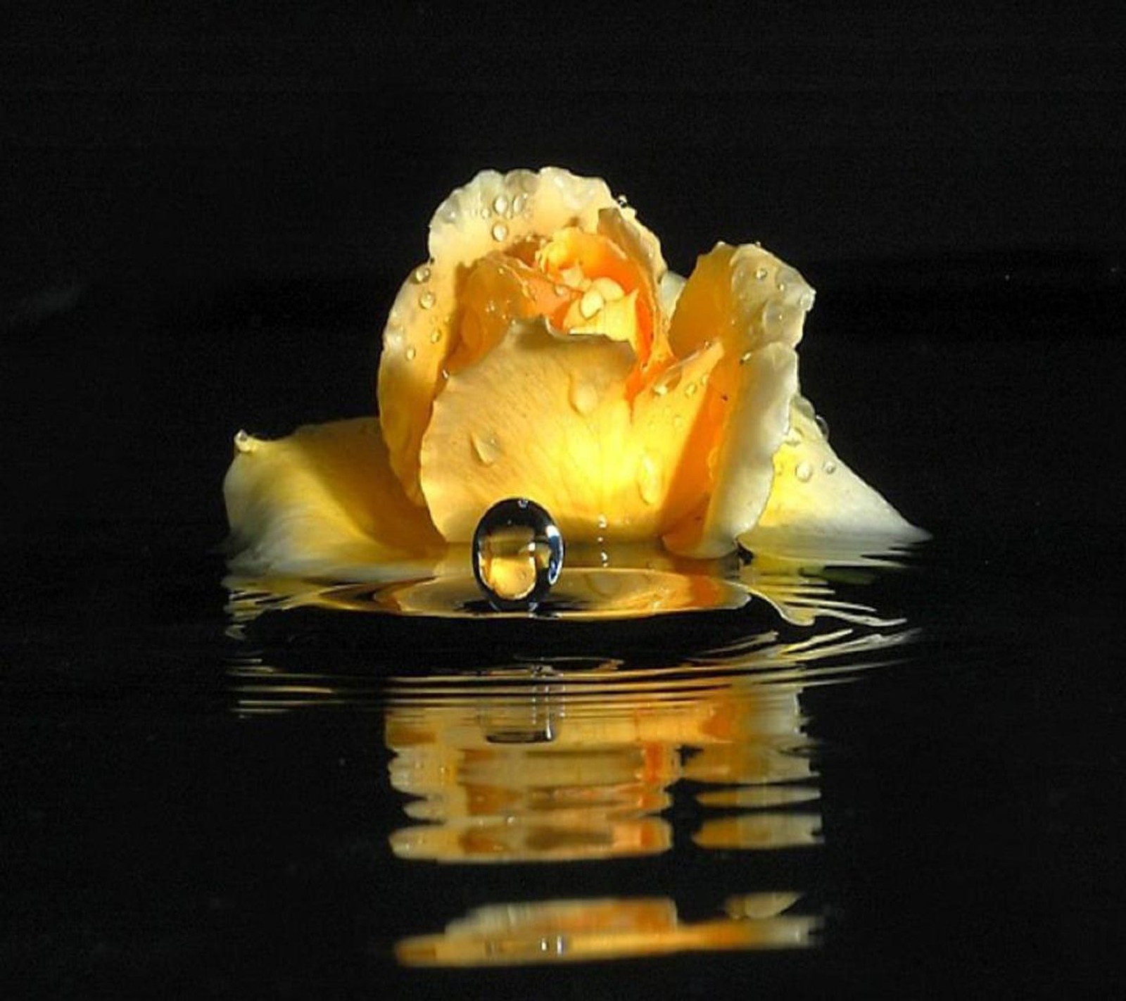 There is a yellow rose with a water drop on it (rose, yellow)