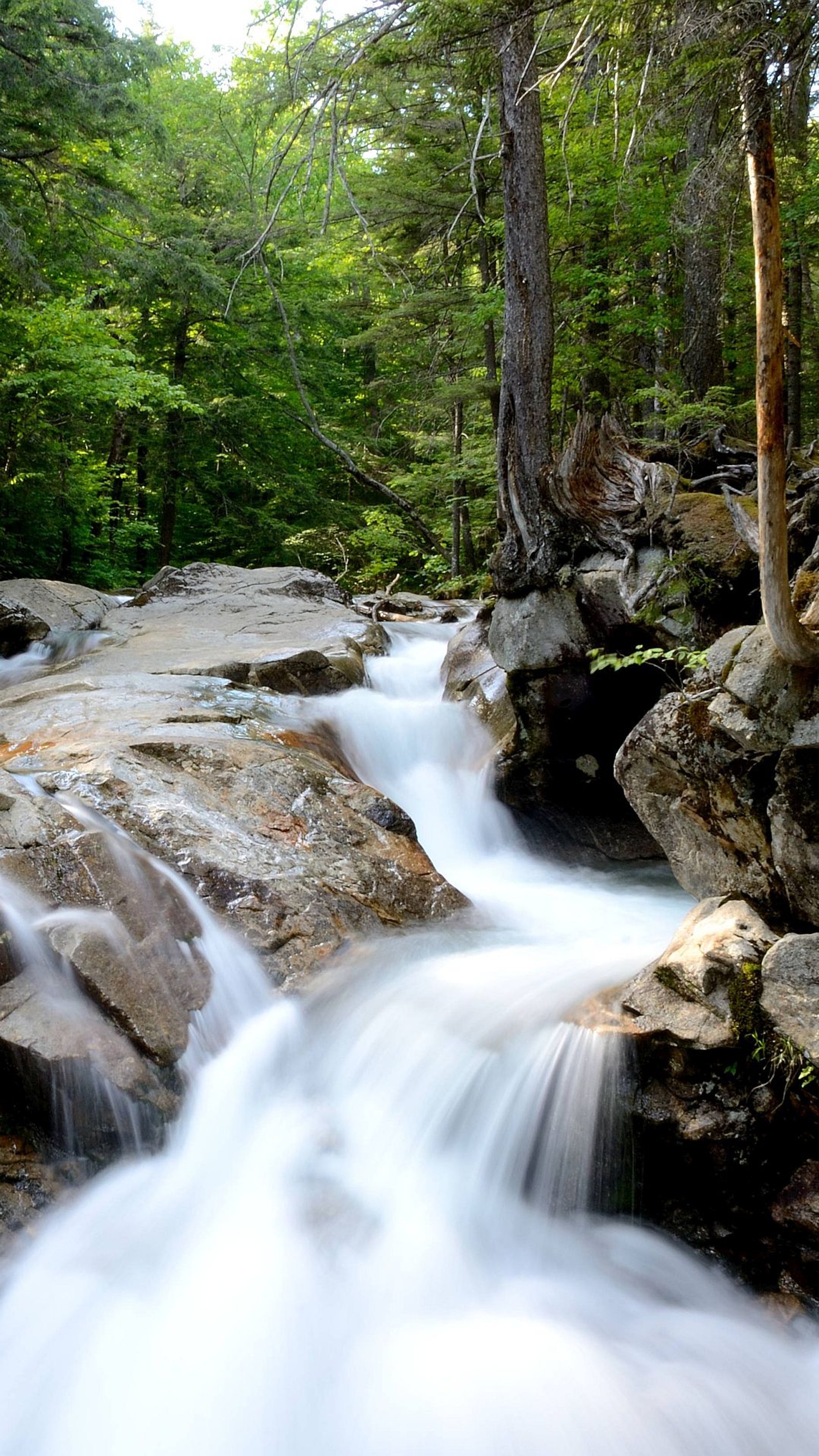 Há um riacho de água correndo por uma floresta cheia de pedras (franconia notch, new hampshire, parque estadual, the basin)