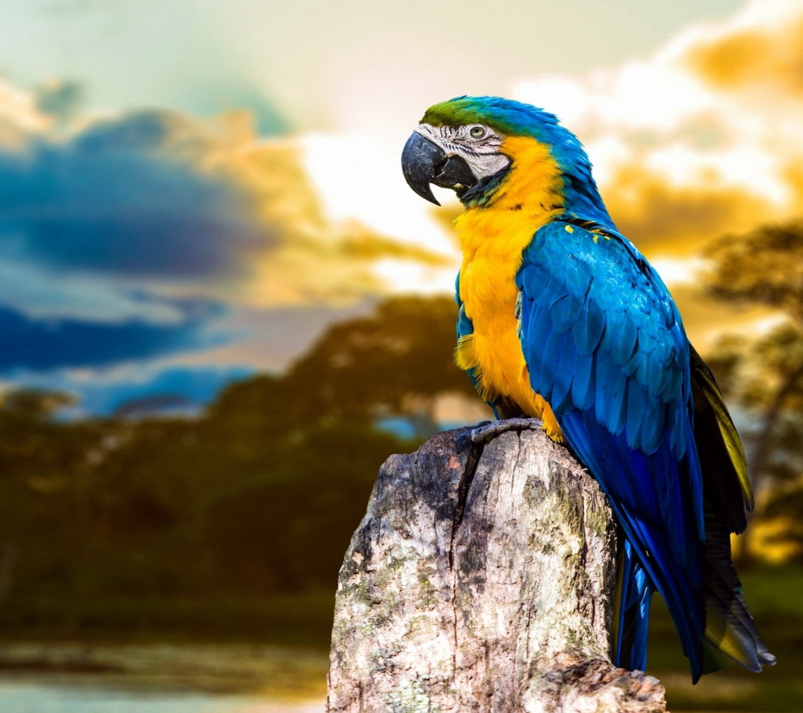 Un perro araña bleu et jaune perché sur une souche d'arbre (couleurs, paysage, nature, photo)