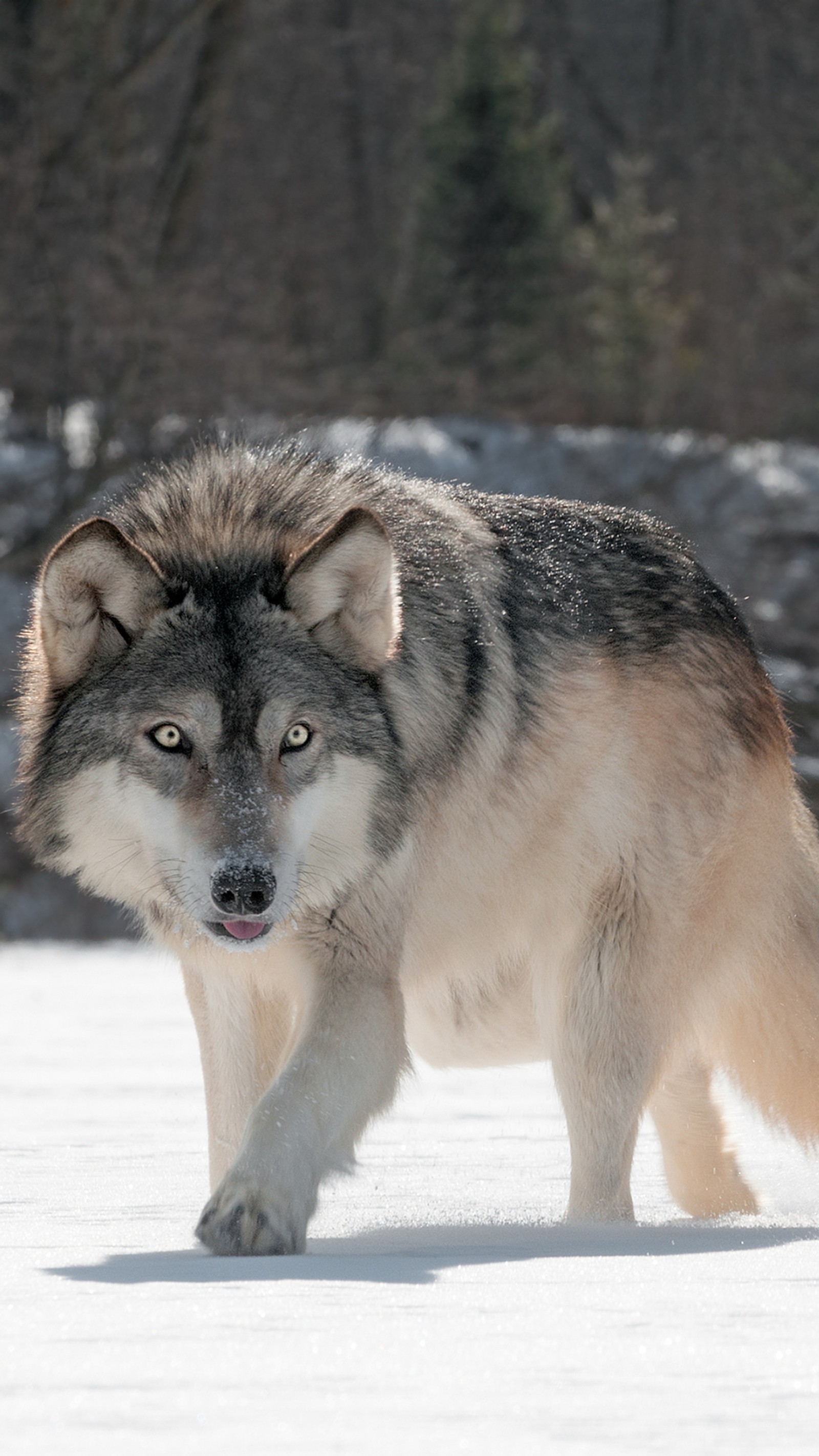 Hay un lobo caminando en la nieve con árboles de fondo (45, 48)