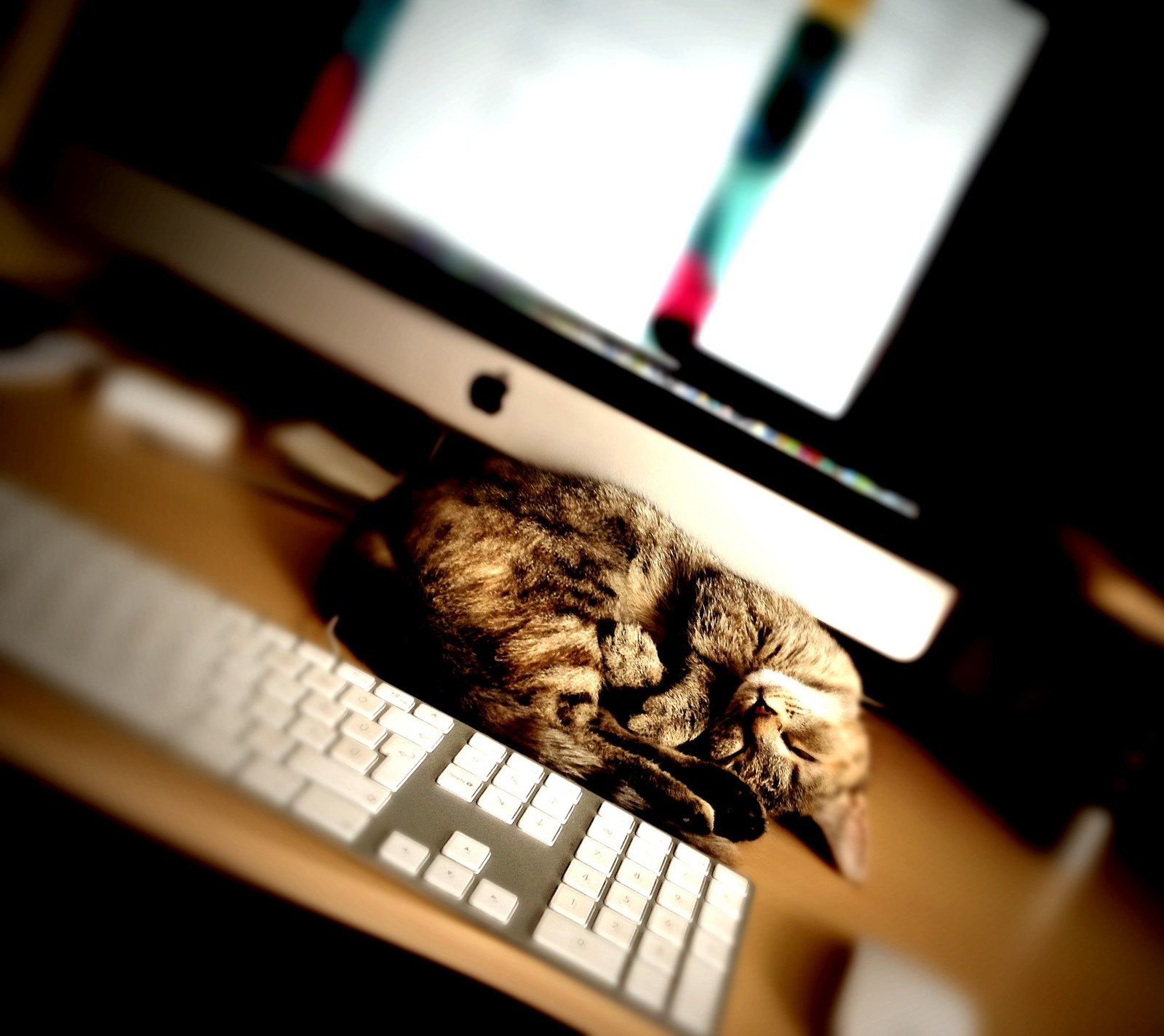 There is a cat that is sleeping on a computer keyboard (cat, sleeping)