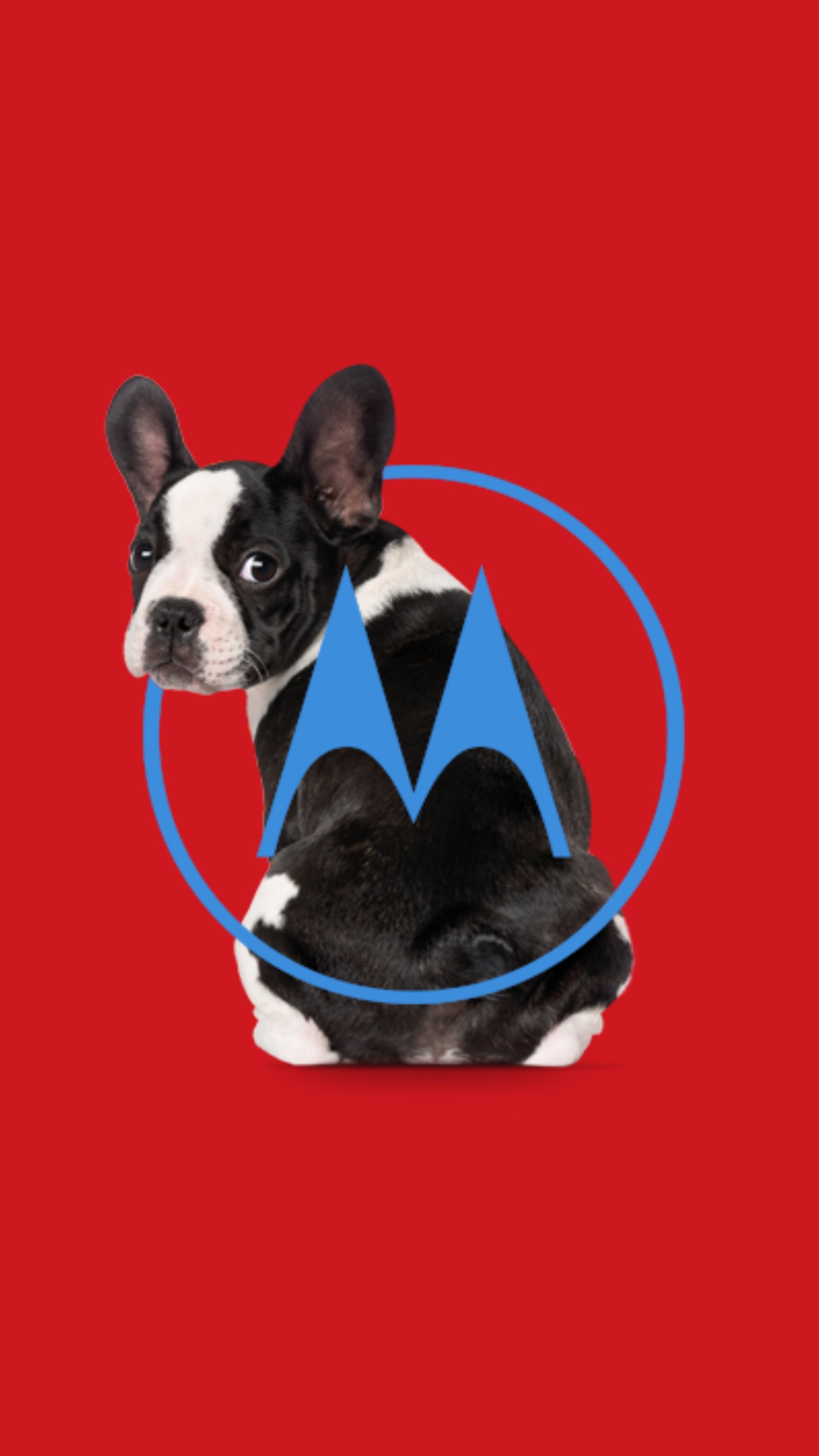 Descargar fondo de pantalla bulldog, perro, perros, moto c, moto g