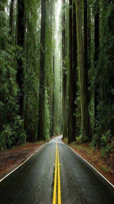 niebla, bosque, naturaleza, camino, árboles