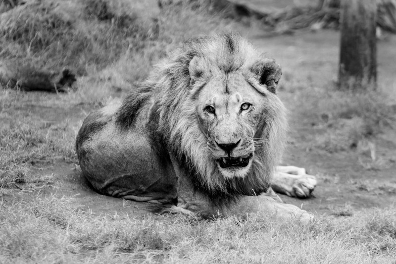 Арафед жираф, сидящий в траве с большой гривой (лев, felidae, большая кошка, рев, дикая природа)